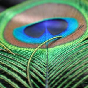 Close-up Photo of Green and Brown Peacock Feather